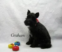 AKC Graham, a male Miniature Schnauzer for sale in Marionville, MO – Photo 3 of 5