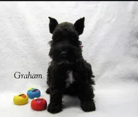 AKC Graham, a male Miniature Schnauzer for sale in Marionville, MO – Photo 5 of 5