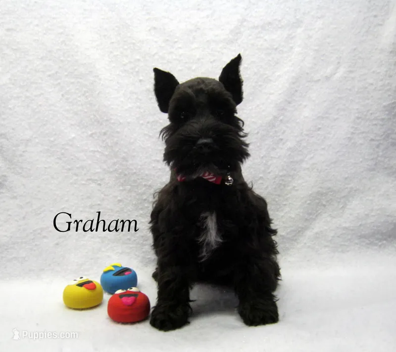 AKC Graham, a male Miniature Schnauzer for sale in Marionville, MO – Photo 1 of 5
