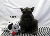 AKC Kort, a male Miniature Schnauzer for sale in Marionville, MO – Photo 4 of 4