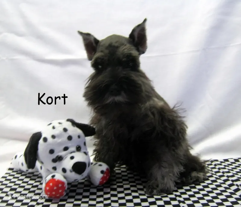 AKC Kort – Miniature Schnauzer puppy for sale in Marionville, MO