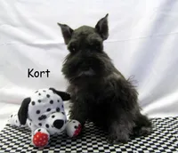 AKC Kort, a male Miniature Schnauzer for sale in Marionville, MO – Photo 1 of 4