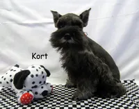 AKC Kort, a male Miniature Schnauzer for sale in Marionville, MO – Photo 3 of 4