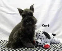 AKC Kort, a male Miniature Schnauzer for sale in Marionville, MO – Photo 2 of 4