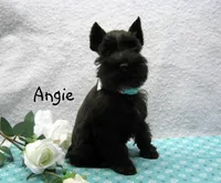 AKC Angie, a female Miniature Schnauzer for sale in Marionville, MO – Photo 3 of 5