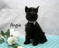 AKC Angie, a female Miniature Schnauzer for sale in Marionville, MO – Photo 4 of 5