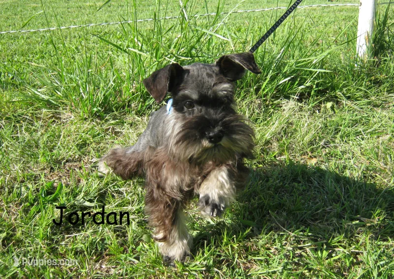 AKC Jordan, a male Miniature Schnauzer for sale in Marionville, MO – 1 of 3