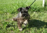 AKC Jordan, a male Miniature Schnauzer for sale in Marionville, MO – 1 of 3