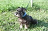 AKC Jordan, a male Miniature Schnauzer for sale in Marionville, MO – 2 of 3