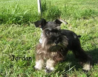 AKC Jordan, a male Miniature Schnauzer for sale in Marionville, MO – 3 of 3