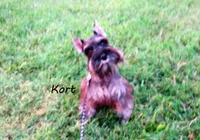 AKC Kort, a male Miniature Schnauzer for sale in Marionville, MO – 3 of 4