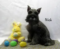 AKC Nick, a male Miniature Schnauzer for sale in Marionville, MO – Photo 4 of 5