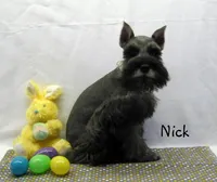 AKC Nick, a male Miniature Schnauzer for sale in Marionville, MO – Photo 2 of 5