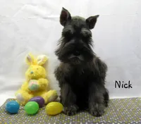 AKC Nick, a male Miniature Schnauzer for sale in Marionville, MO – Photo 3 of 5