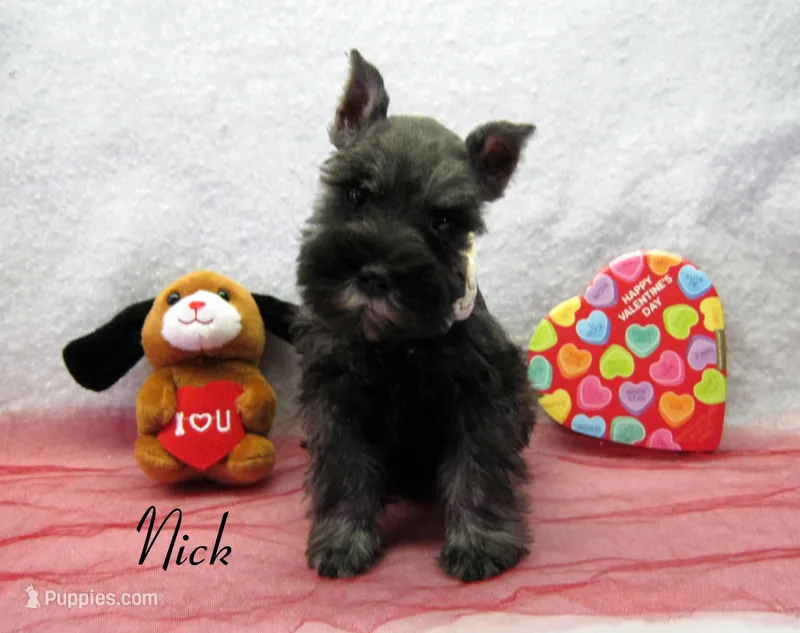 AKC Nick