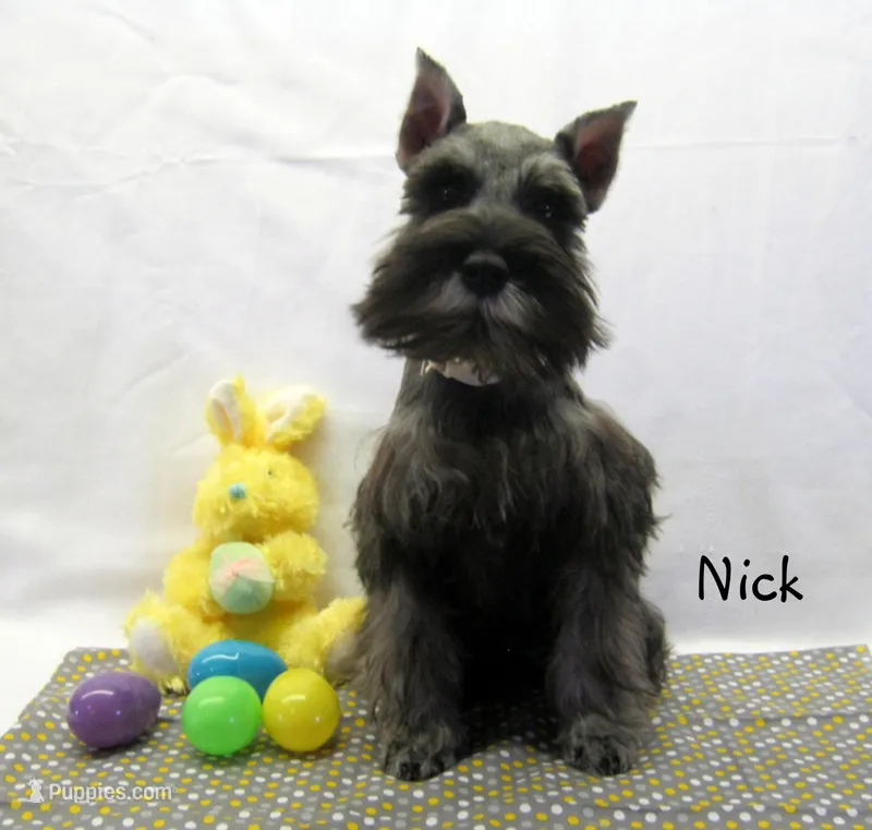 AKC Nick – Miniature Schnauzer puppy for sale in Marionville, MO