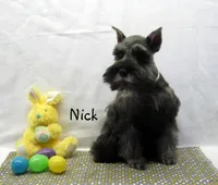 AKC Nick, a male Miniature Schnauzer for sale in Marionville, MO – Photo 5 of 5