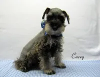 AKC Cacey, a male Miniature Schnauzer for sale in Marionville, MO – 4 of 6