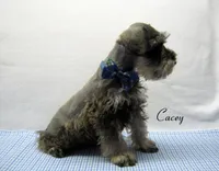 AKC Cacey, a male Miniature Schnauzer for sale in Marionville, MO – 6 of 6