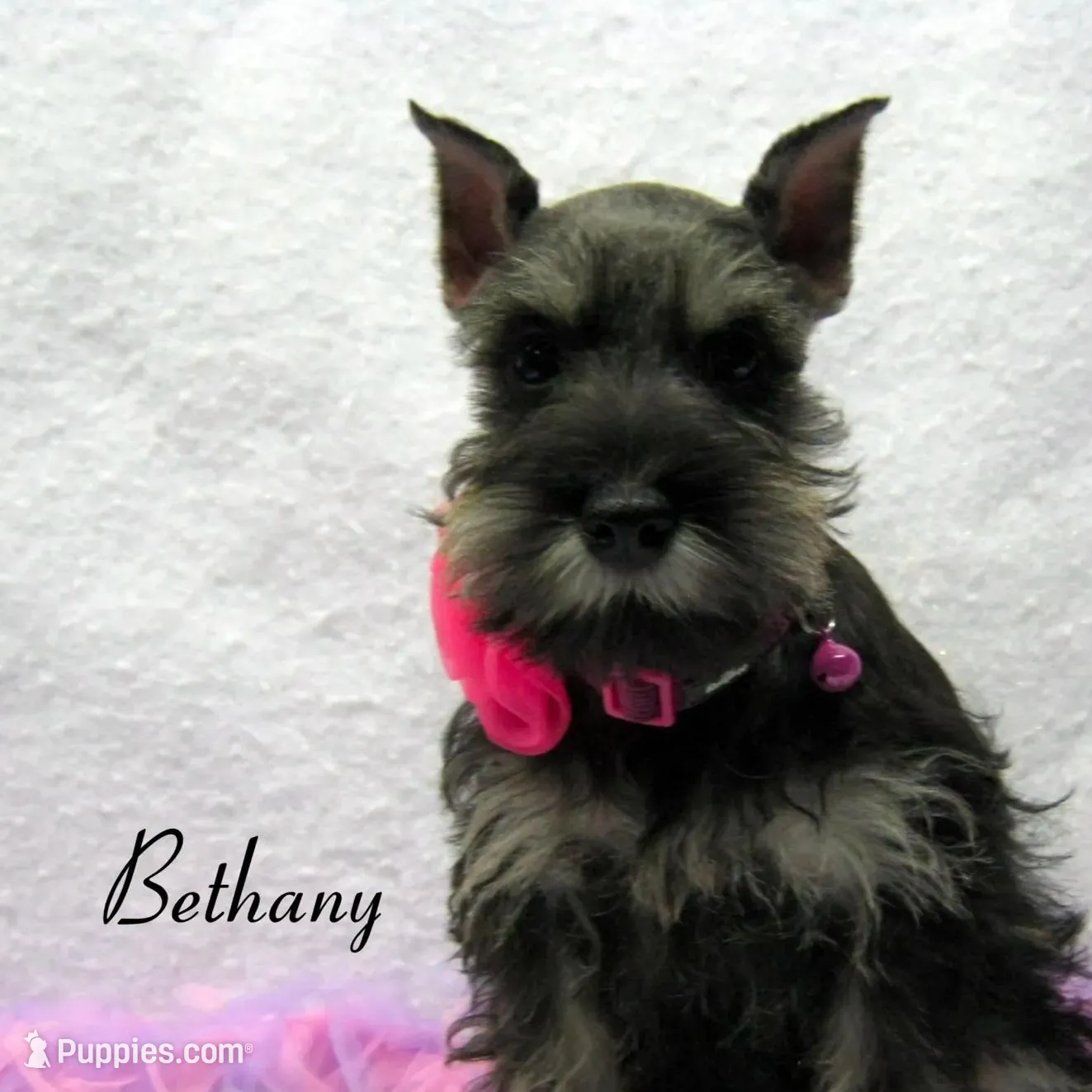 AKC Bethany, a female Miniature Schnauzer for sale in Marionville, MO – Photo 7 of 8