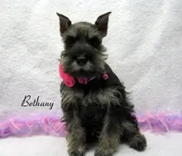 AKC Bethany, a female Miniature Schnauzer for sale in Marionville, MO – Photo 4 of 5