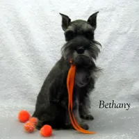 AKC Bethany, a female Miniature Schnauzer for sale in Marionville, MO – Photo 3 of 8