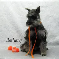 AKC Bethany, a female Miniature Schnauzer for sale in Marionville, MO – Photo 5 of 8