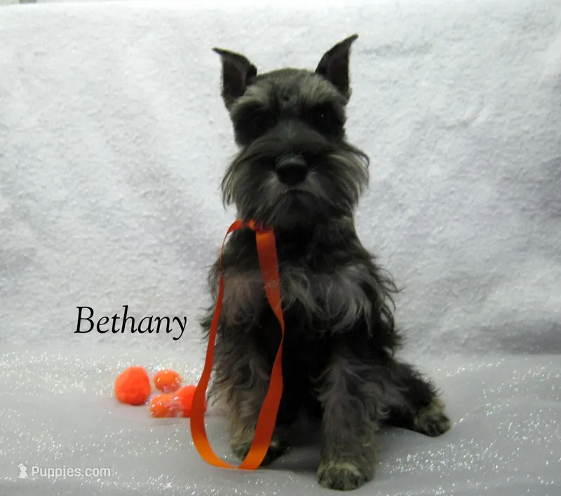 AKC Bethany – Miniature Schnauzer puppy for sale in Marionville, MO