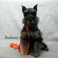 AKC Bethany, a female Miniature Schnauzer for sale in Marionville, MO – Photo 1 of 8