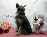 AKC Bethany, a female Miniature Schnauzer for sale in Marionville, MO – Photo 2 of 5