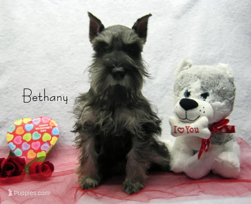 AKC Bethany