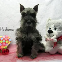 AKC Bethany, a female Miniature Schnauzer for sale in Marionville, MO – Photo 8 of 8