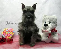 AKC Bethany, a female Miniature Schnauzer for sale in Marionville, MO – Photo 1 of 5