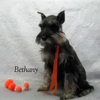 AKC Bethany, a female Miniature Schnauzer for sale in Marionville, MO – Photo 4 of 8