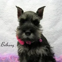AKC Bethany, a female Miniature Schnauzer for sale in Marionville, MO – Photo 6 of 8