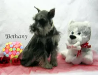AKC Bethany, a female Miniature Schnauzer for sale in Marionville, MO – Photo 3 of 5