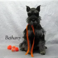 AKC Bethany, a female Miniature Schnauzer for sale in Marionville, MO – Photo 2 of 8