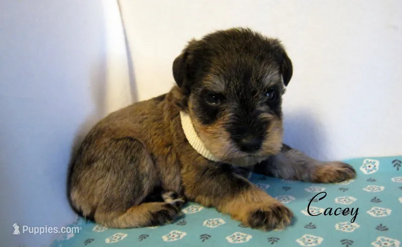 AKC Cacey – Miniature Schnauzer puppy for sale in Marionville, MO
