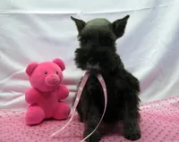 AKC Macy, a female Miniature Schnauzer for sale in Marionville, MO – Photo 5 of 7