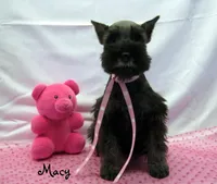 AKC Macy, a female Miniature Schnauzer for sale in Marionville, MO – Photo 3 of 7