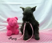 AKC Macy, a female Miniature Schnauzer for sale in Marionville, MO – Photo 4 of 7