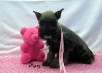AKC Macy, a female Miniature Schnauzer for sale in Marionville, MO – Photo 6 of 7