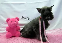 AKC Macy, a female Miniature Schnauzer for sale in Marionville, MO – Photo 7 of 7
