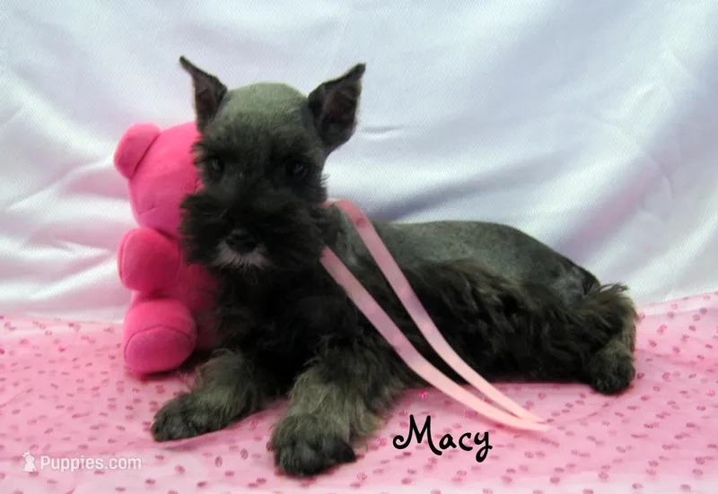 AKC Macy – Miniature Schnauzer puppy for sale in Marionville, MO