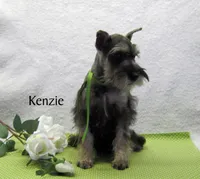 AKC Kenzie, a female Miniature Schnauzer for sale in Marionville, MO – Photo 2 of 4