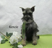 AKC Kenzie, a female Miniature Schnauzer for sale in Marionville, MO – Photo 1 of 4