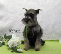AKC Kenzie, a female Miniature Schnauzer for sale in Marionville, MO – Photo 3 of 4