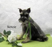 AKC Kenzie, a female Miniature Schnauzer for sale in Marionville, MO – Photo 4 of 4