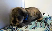 AKC Ozzy, a male Miniature Schnauzer for sale in Marionville, MO – 2 of 4