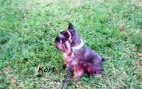 AKC Kort, a male Miniature Schnauzer for sale in Marionville, MO – 2 of 4